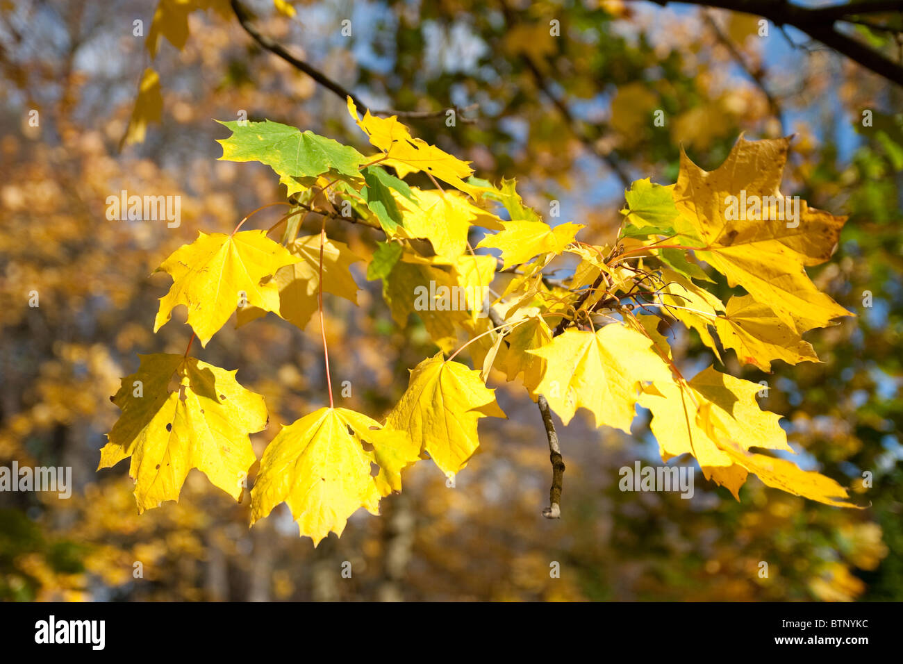 La couleur or de feuilles sur les arbres lors d'une résidence typique de la saison d'automne Banque D'Images