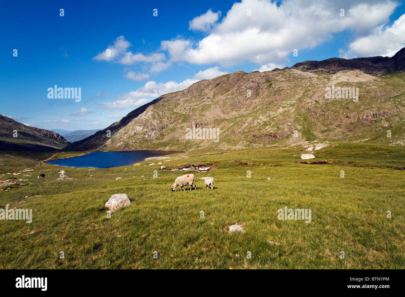 Styhead Tarn Et Seathwaite Fells Le sentier de Seathwaite , Rosthwaite 'le Lake District' Cumbria England UK Banque D'Images