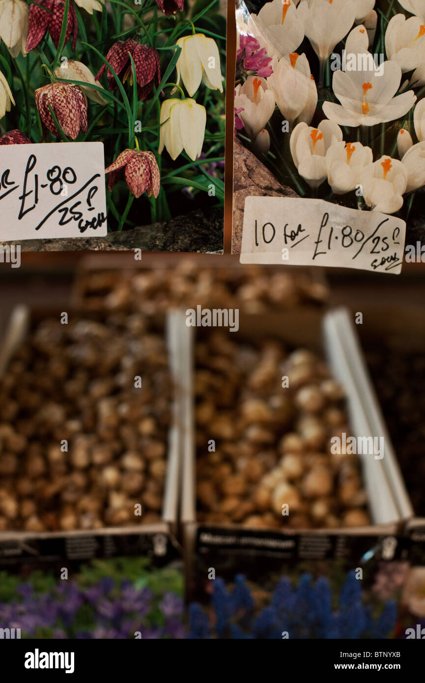 Bulbes de printemps à vendre pour les semis d'automne au Marché Couvert d'Oxford. Banque D'Images
