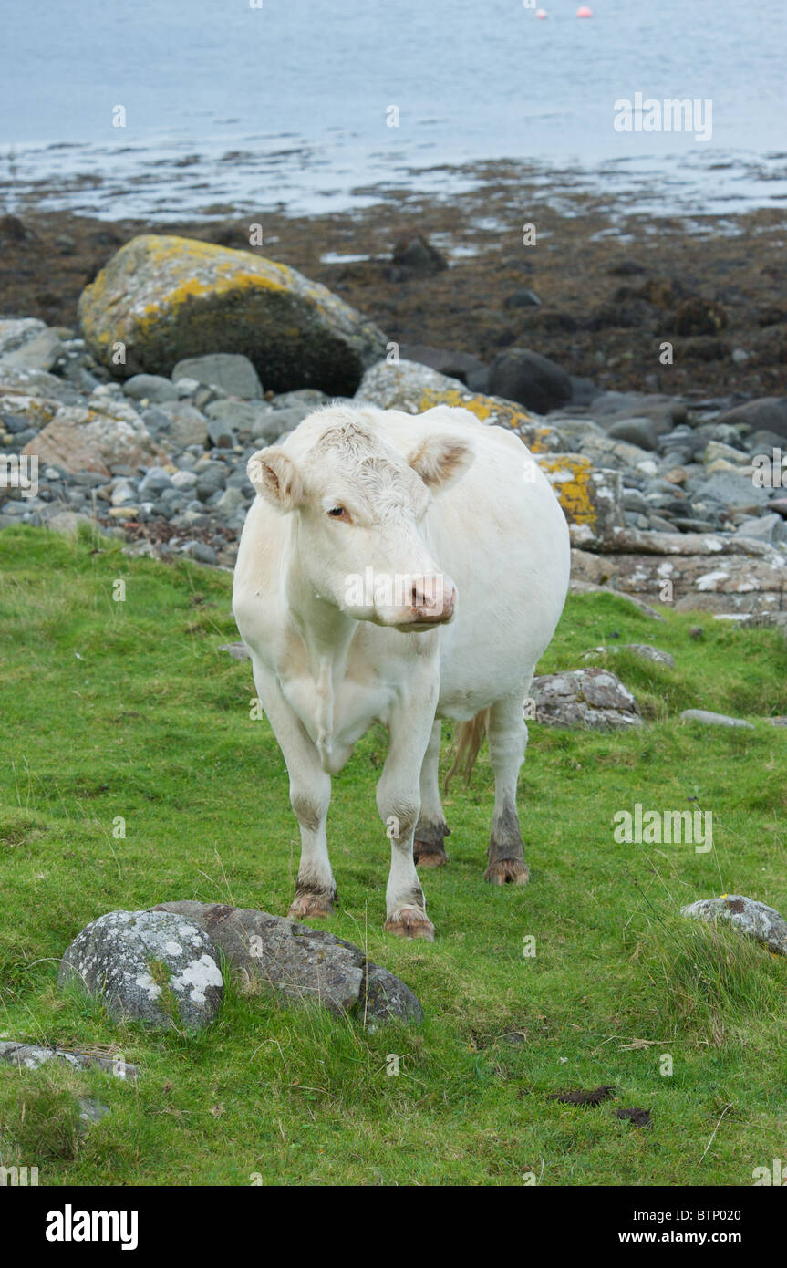 Les jeunes animaux à Neist Point Lighthouse, île de Syke, côte ouest de l'Écosse, l'intérieur Hebreddes Banque D'Images