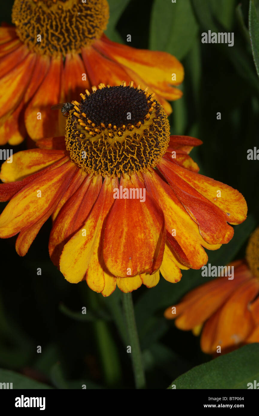 Helenium 'Sahin's Early Flowerer' Banque D'Images