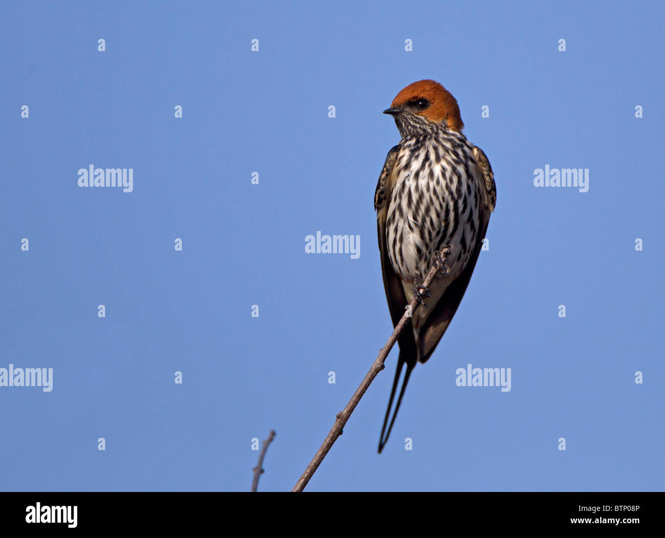 Lesser Striped Swallow, Kruger National Park, Afrique du Sud. Banque D'Images