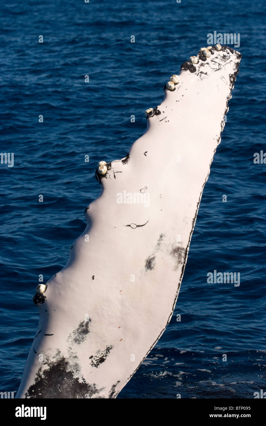 Fin d'une baleine dans l'océan bleu Banque D'Images