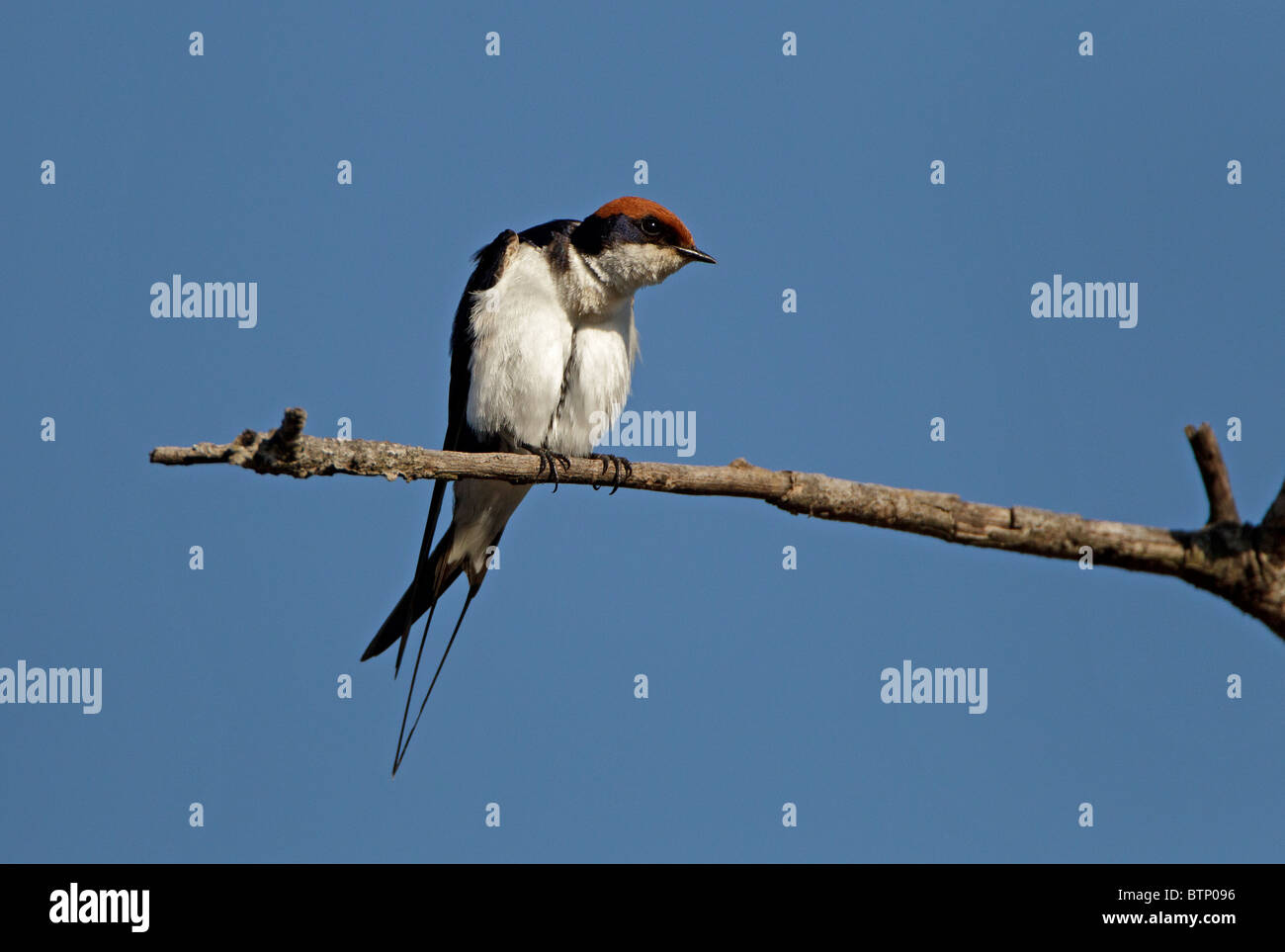 Wire-tailed Swallow sur la perche, Kruger National Park, Afrique du Sud. Banque D'Images