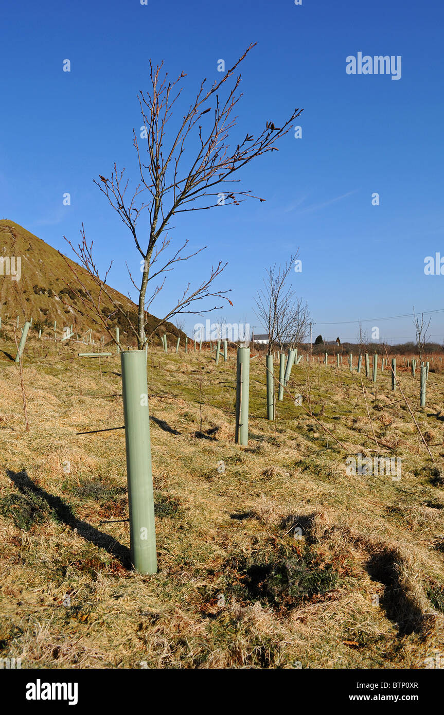 Jeunes arbres protégés par des tubes en plastique sur un terrain près de St.Austell à Cornwall, UK Banque D'Images