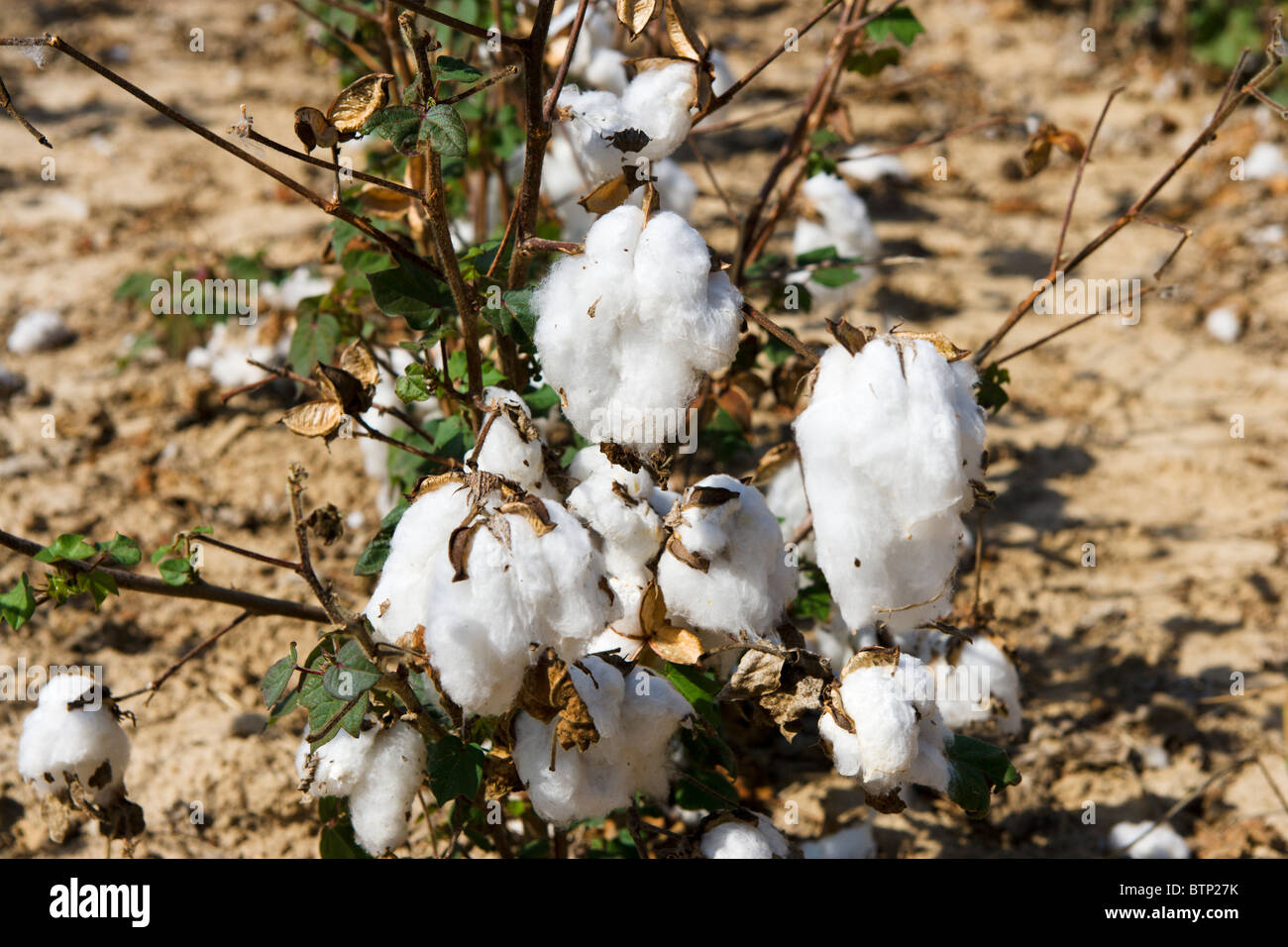 Capsules de coton dans les champs à proximité de Jackson dans le centre de Mississippi, États-Unis Banque D'Images