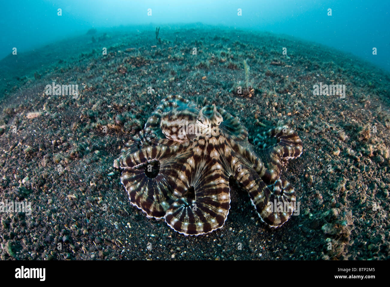 Un Thaumoctopus mimicus Mimic octopus, rampe sur le sable, limon, et les gravats bas de Détroit de Lembeh en Indonésie. Banque D'Images