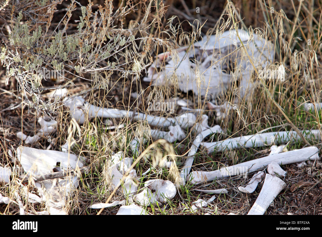 Les os de chevreuil mort animal dans l'herbe sèche. Crâne et os cariés décolorées par le soleil. Animal cerf mort. Banque D'Images