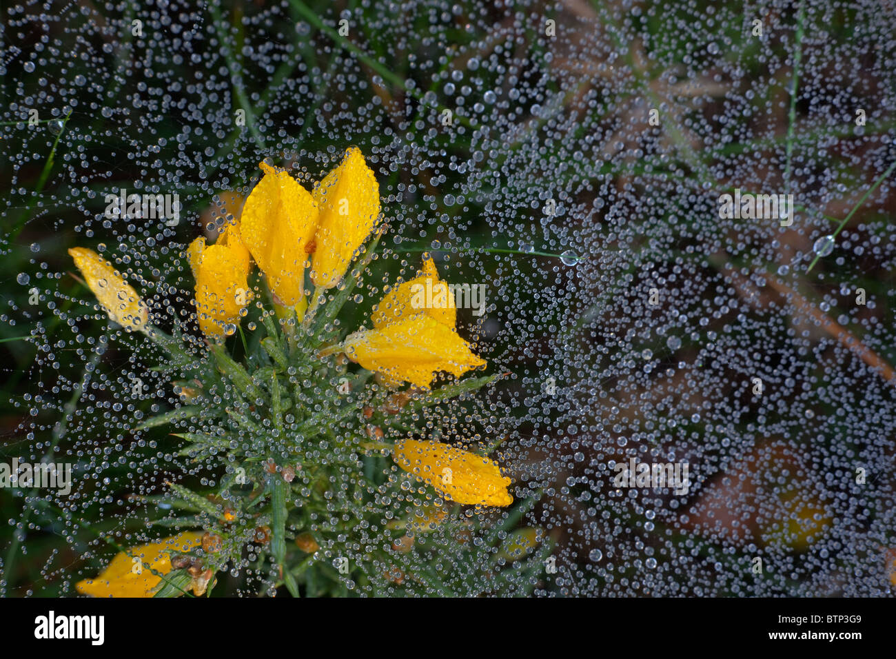 Web web spiders Mesh Amaurobius similis sur l'ajonc bush Banque D'Images