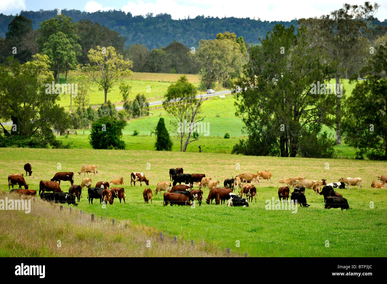 Mummulgum Bruxner Highway Tenterfield NSW Australie Voyage pays de l'agriculture vaches qui paissent de pluie voiture Banque D'Images