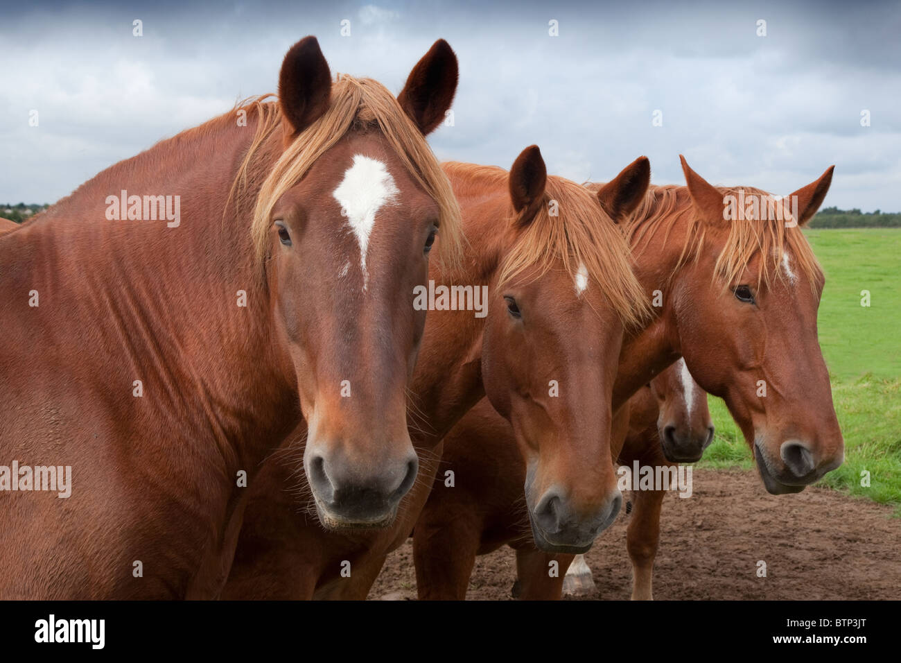 Un groupe de Suffolk Punch chevaux lourds standing in field Banque D'Images