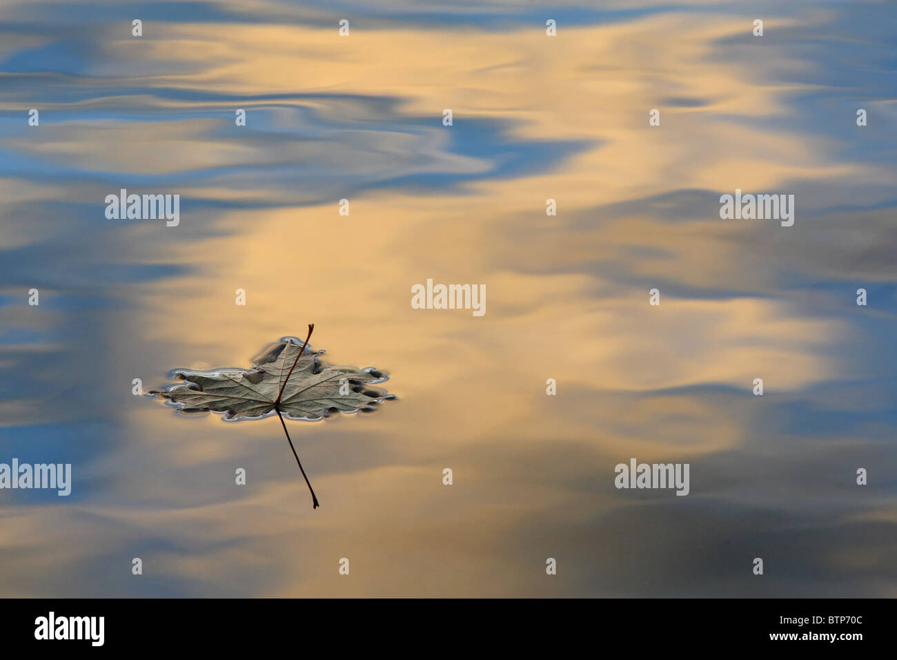 Feuille d'érable dans l'eau avec la réflexion du Ciel de coucher du soleil. Banque D'Images