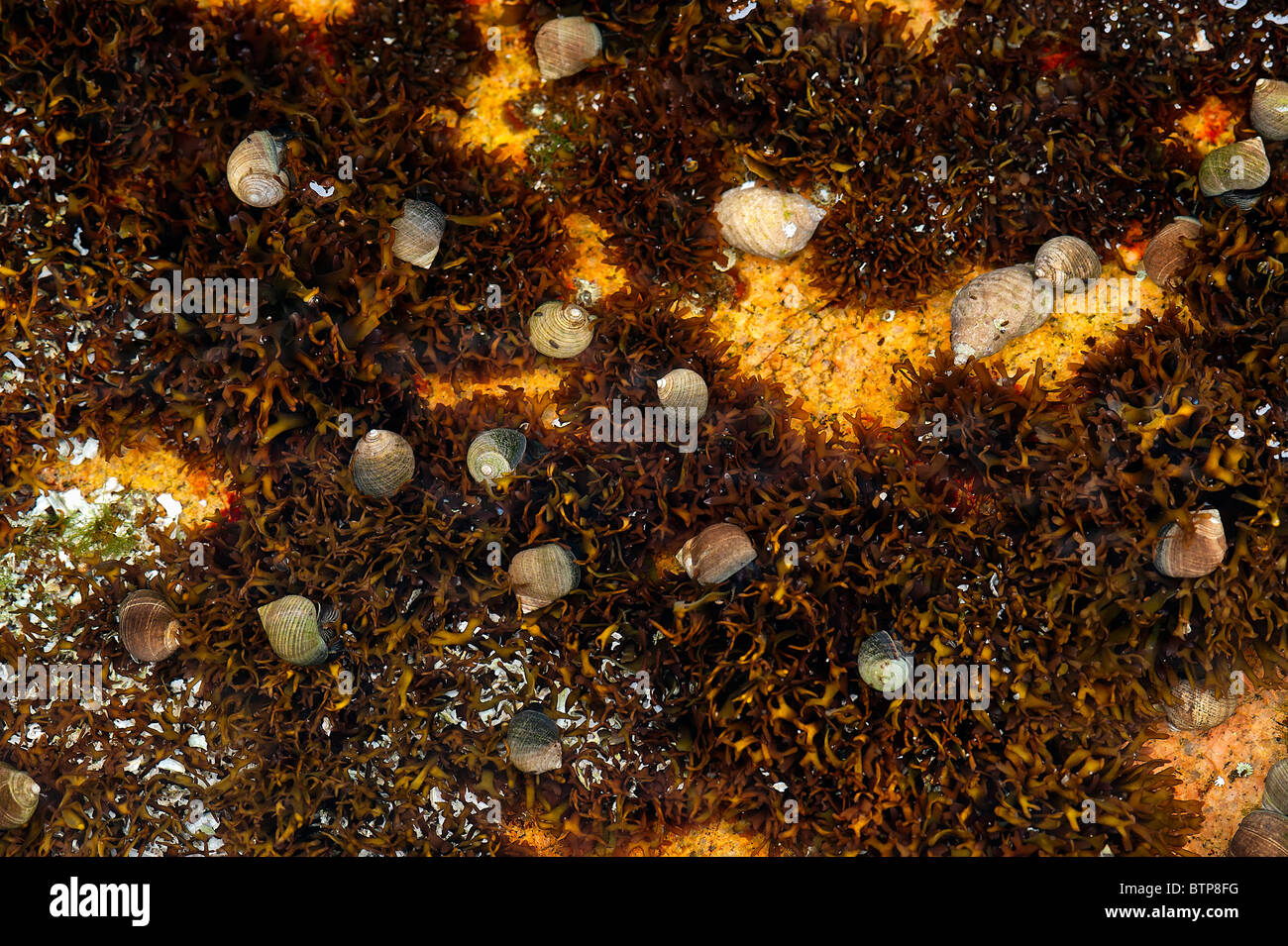 Les algues à marée basse, dans le Maine, USA Banque D'Images