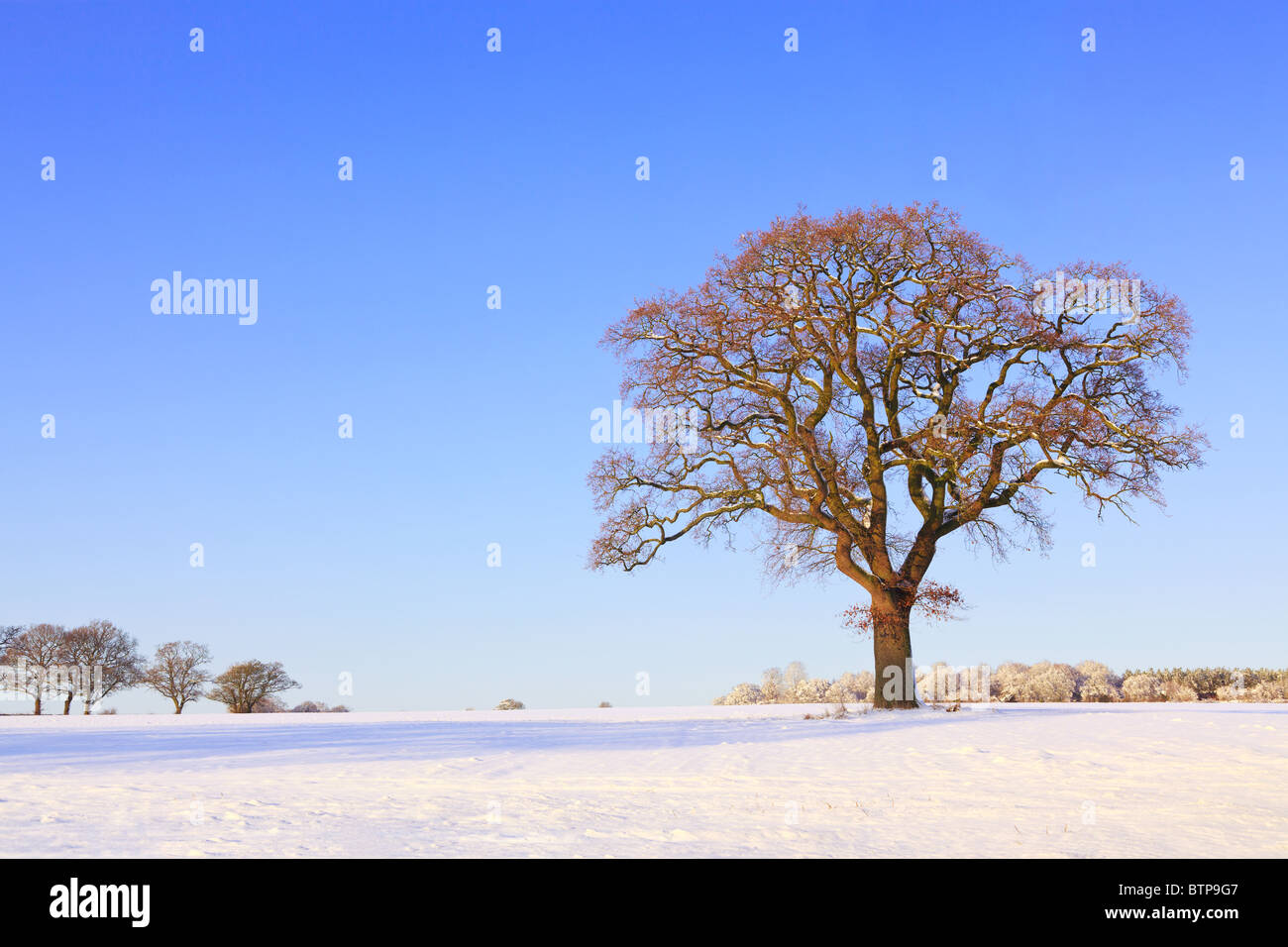 Photo de paysage d'un seul arbre de chêne dans un champ couvert de neige alors que le soleil se couche sur une froide après-midi d'hiver. Banque D'Images