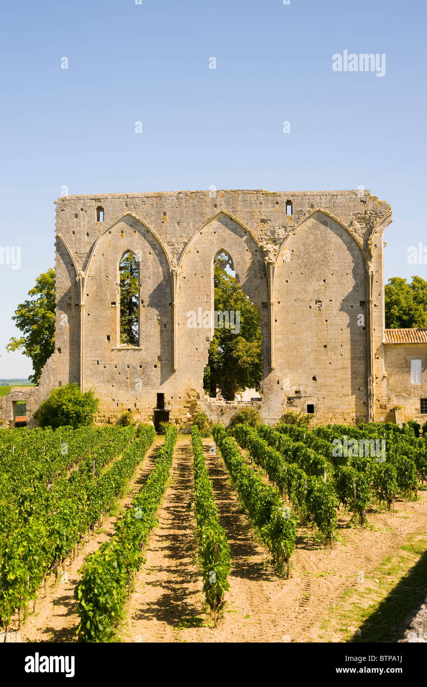 Vignoble, Saint Emilion, Aquitaine, France Banque D'Images