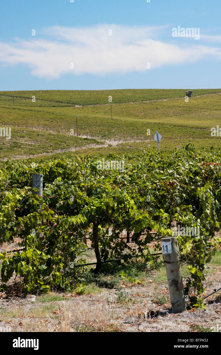 L'Australie, l'Australie du Sud, la péninsule de Fleurieu, Mclaren Vale, View of vineyard Banque D'Images