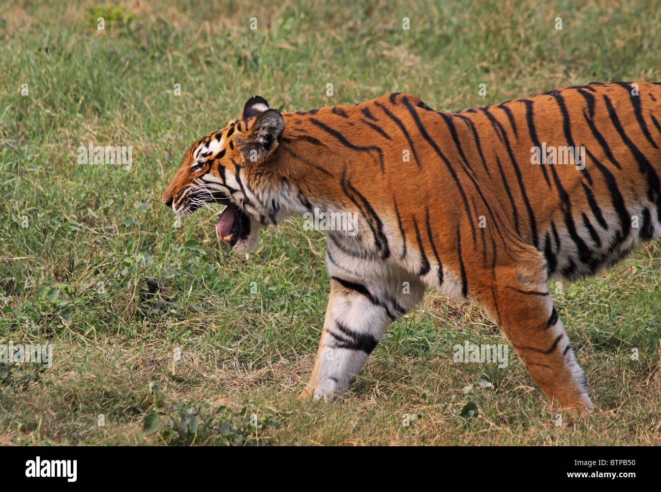 Tiger walking Alerte à l'intérieur du boîtier de l'Zoo à New Delhi, Inde Banque D'Images