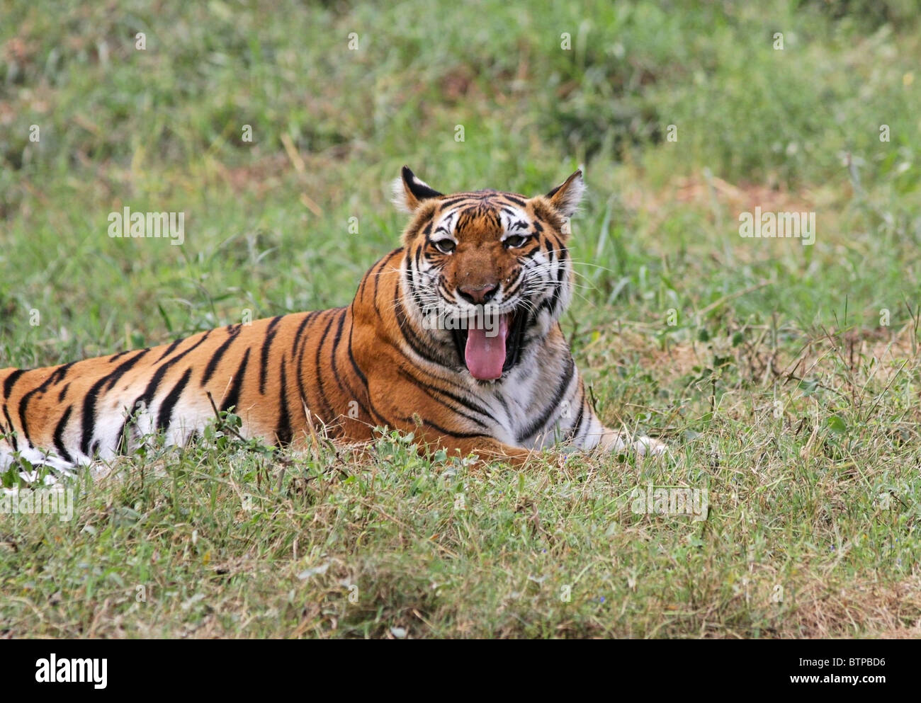 Assis dans son enclos tigre dans le Zoo de New Delhi, Inde Banque D'Images