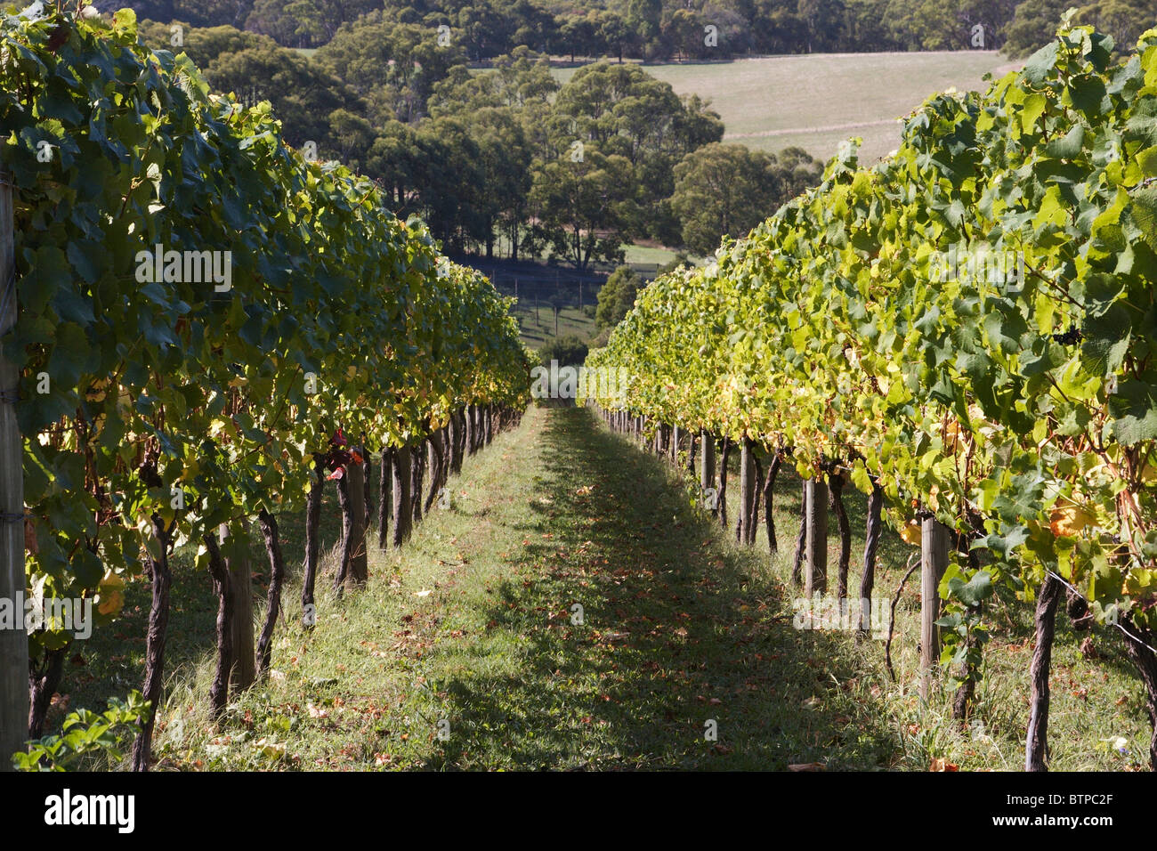 L'Australie, Victoria, Mornington Peninsula, Red Hill, Montalto, View of vineyard Banque D'Images