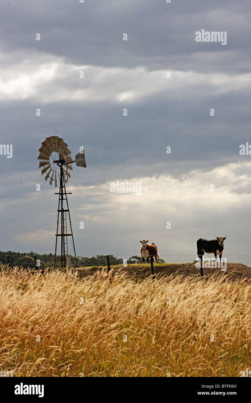 L'Australie, Victoria, Gippsland, terres agricoles et moulin à vent de tempête Banque D'Images