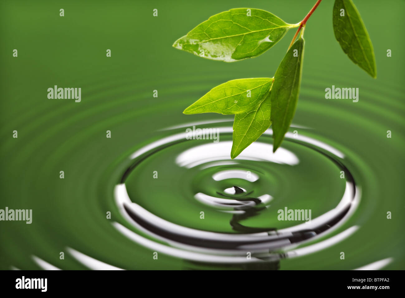 Ondulation de l'eau avec la feuille verte Banque D'Images