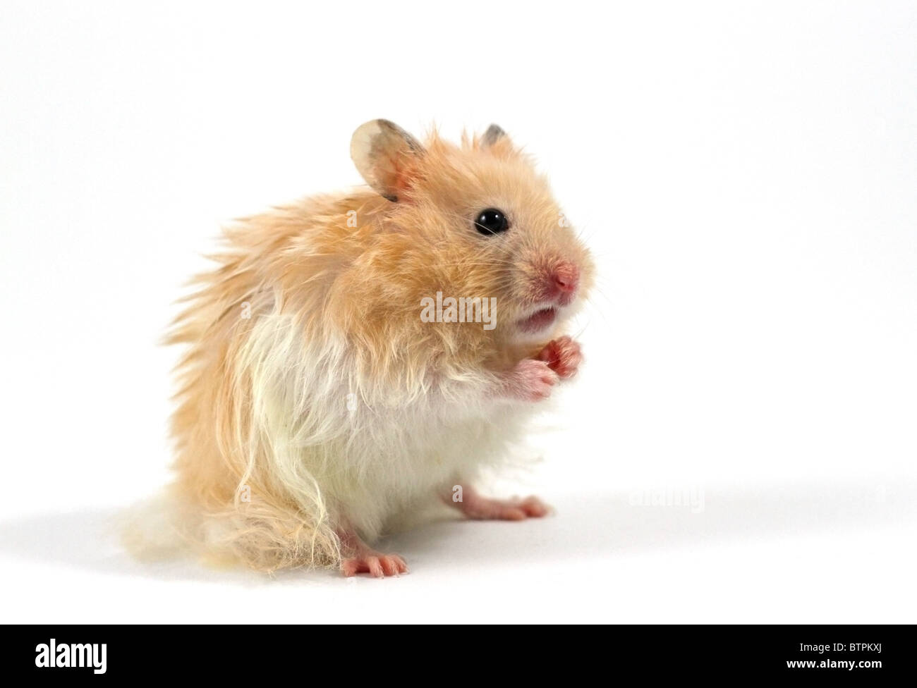 Hamster isolated on a white background Banque D'Images