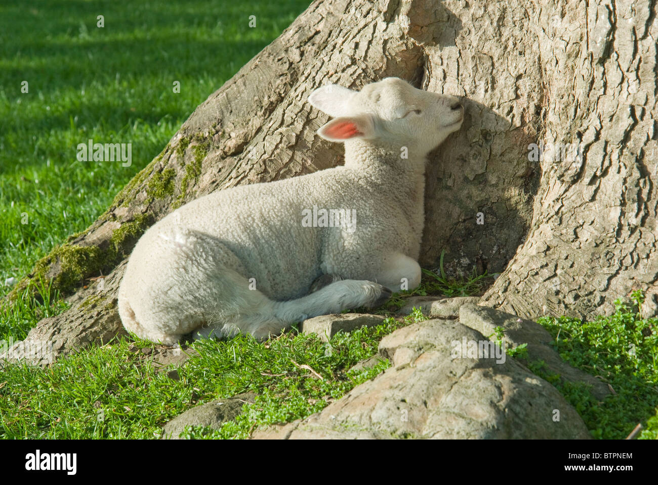 L'Angleterre, Yorkshire du Nord, Jevaulx Abbey, agneau dormant dans sunshine Banque D'Images