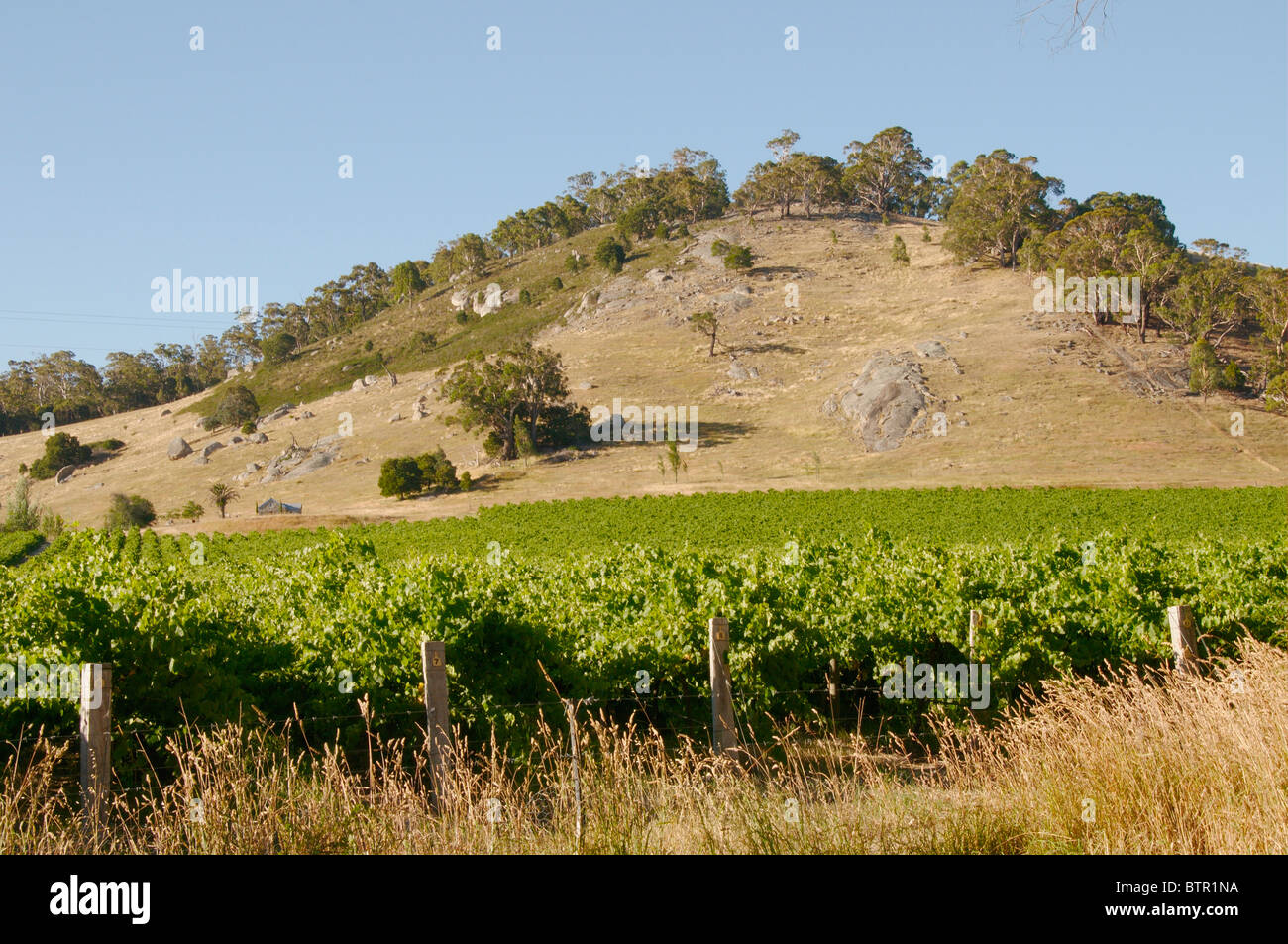 L'Australie, le Centre de Victoria, Faraday, Mt Alexander, View of vineyard Banque D'Images