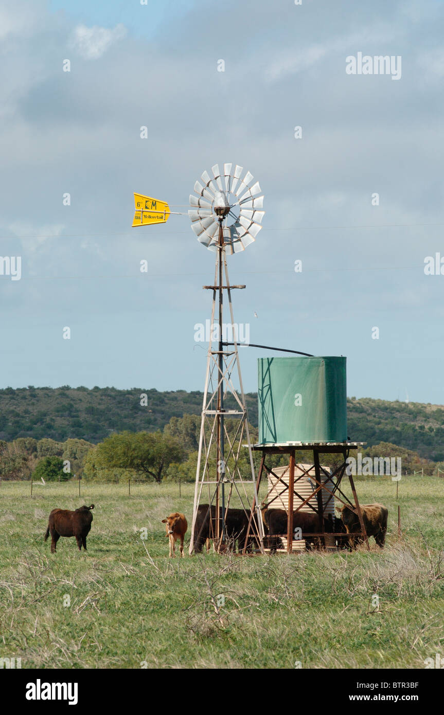 L'Australie, Moulin et cattle in field Banque D'Images