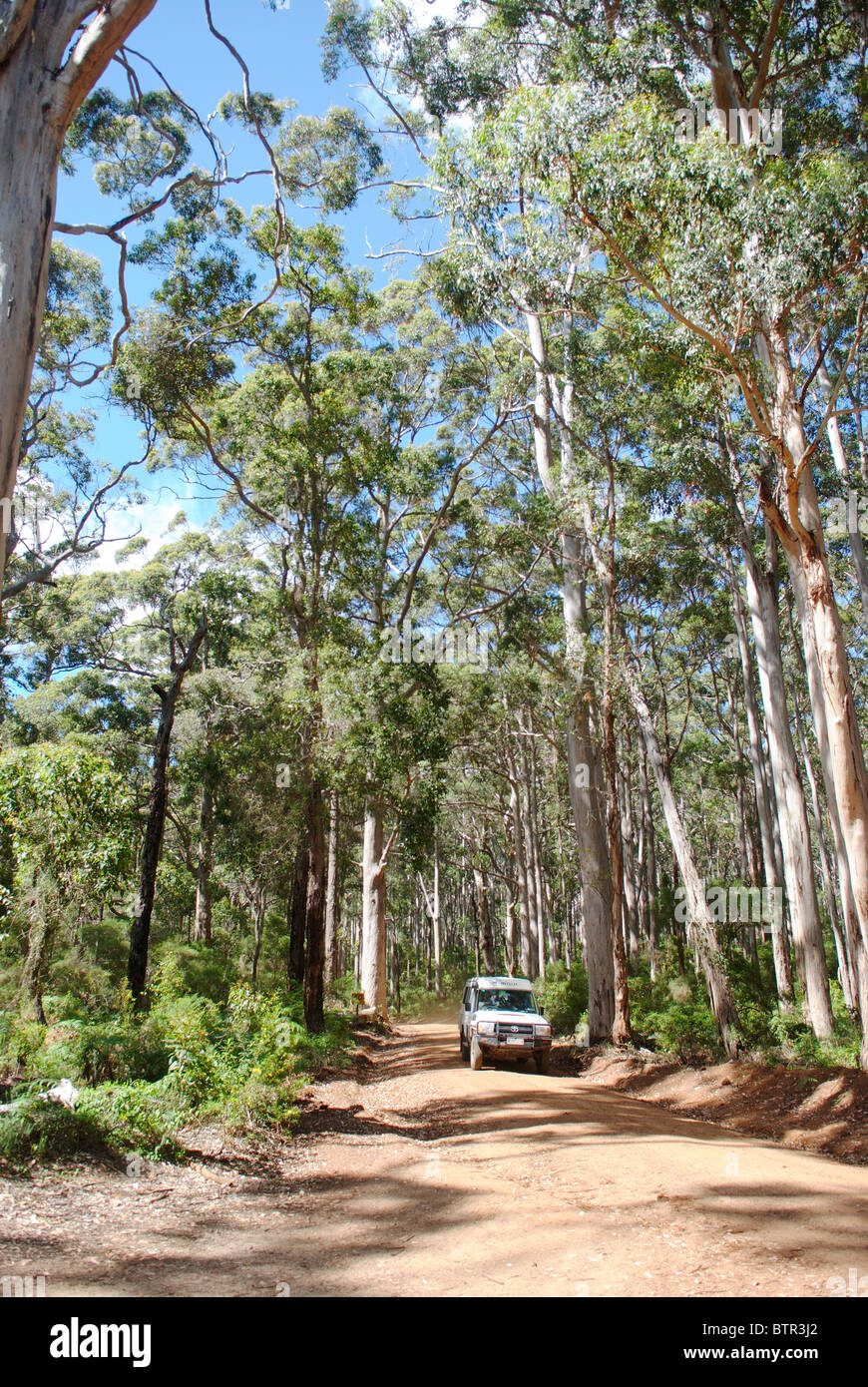 L'Australie, Margaret River, la conduite à travers la forêt Banque D'Images