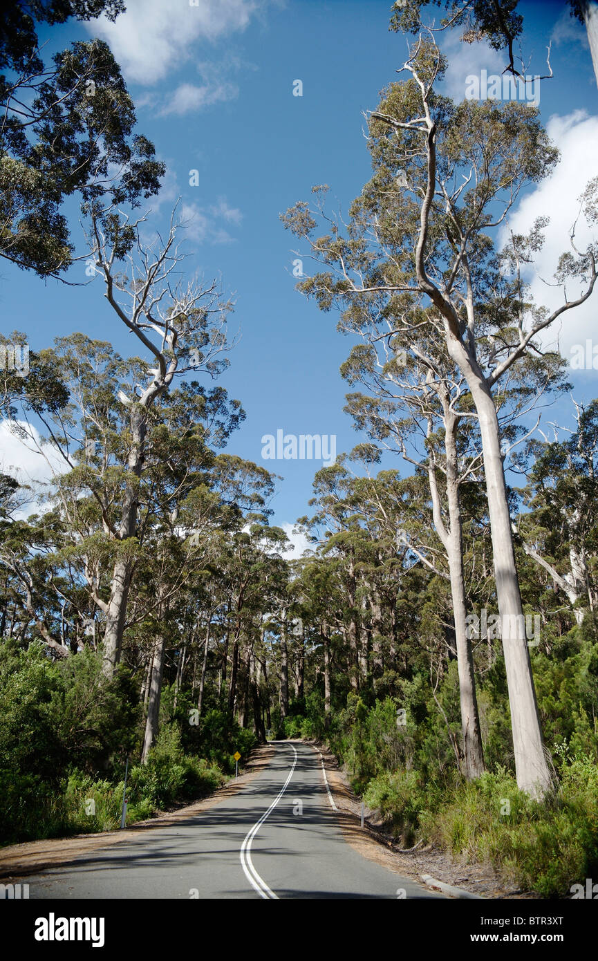 L'Australie, Walpole Nornalup Parc National, route bordées Banque D'Images