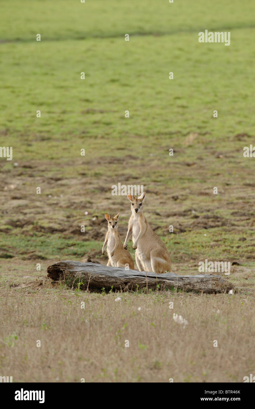 L'Australie, Bamurru Plains, deux kangourous Banque D'Images