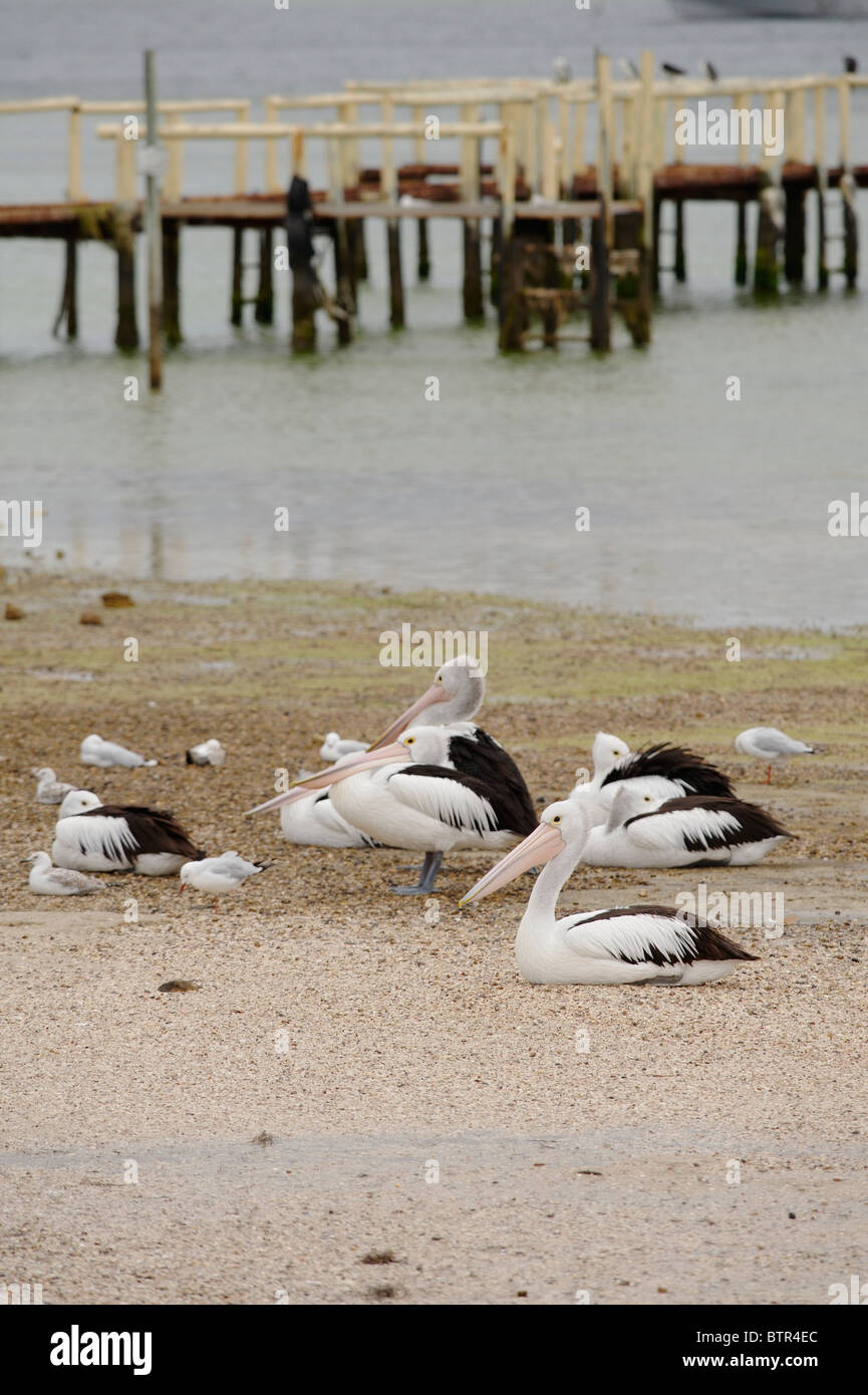 L'Australie, Coffin Bay, des pélicans et des mouettes sur la plage Banque D'Images