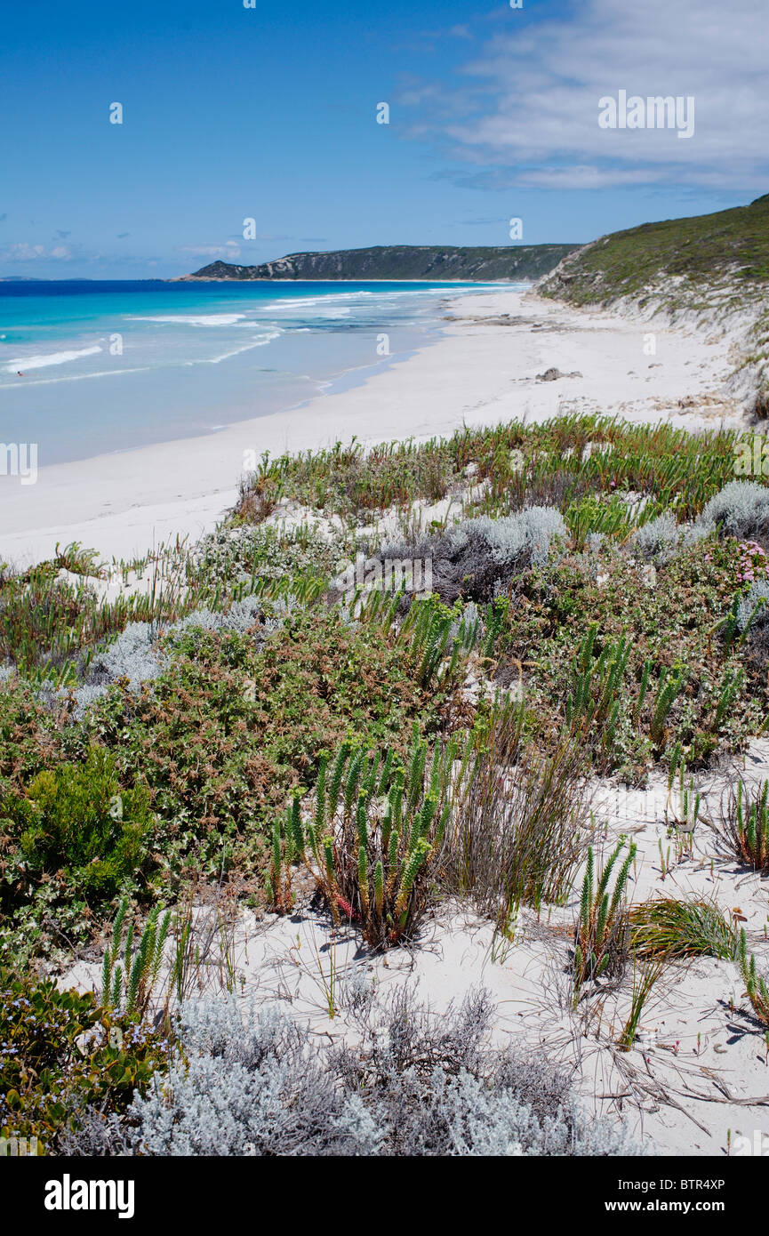 L'Australie, l'espérance, les plantes qui poussent le long de la plage Banque D'Images