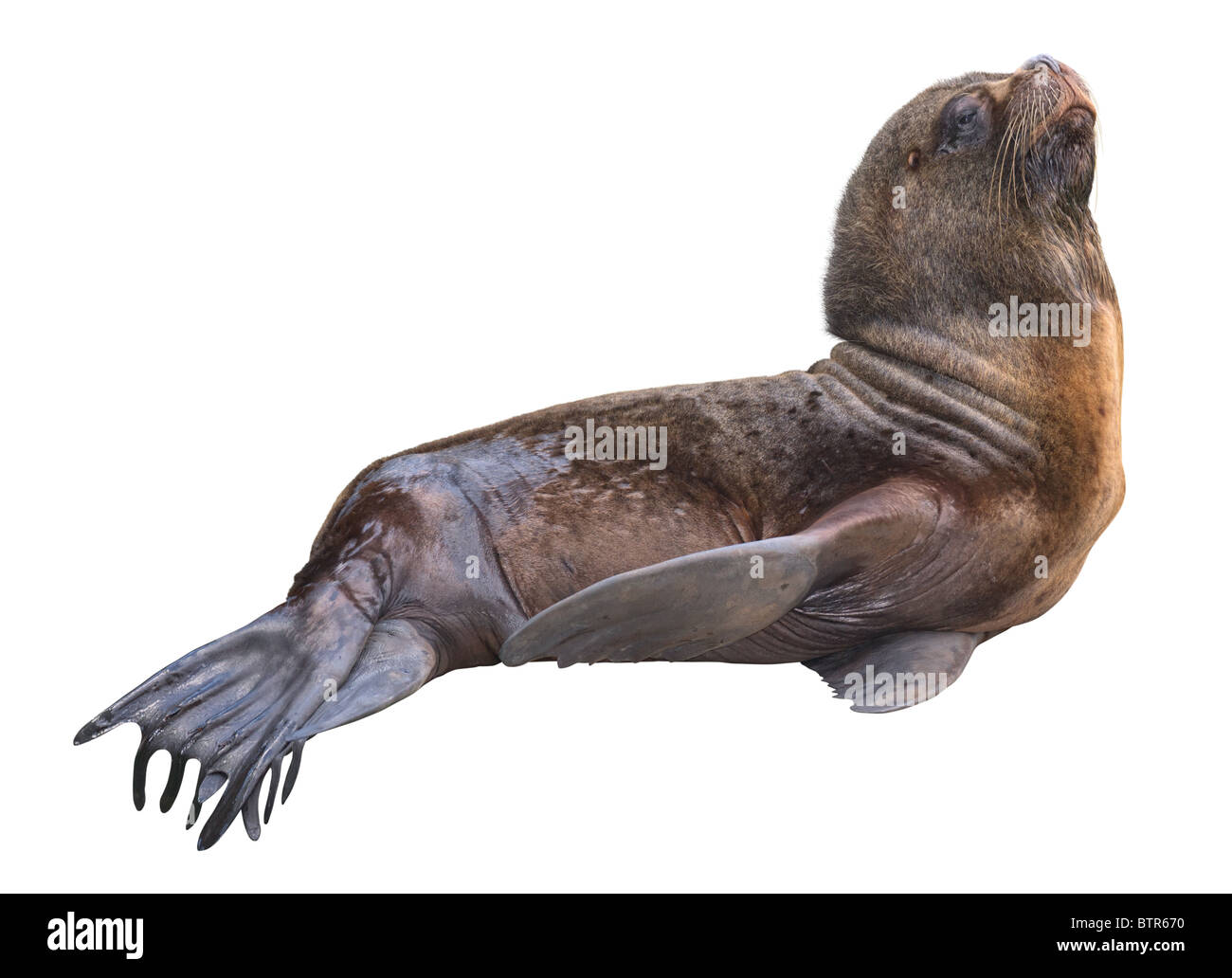Otarie Banque D Images Detourees Alamy