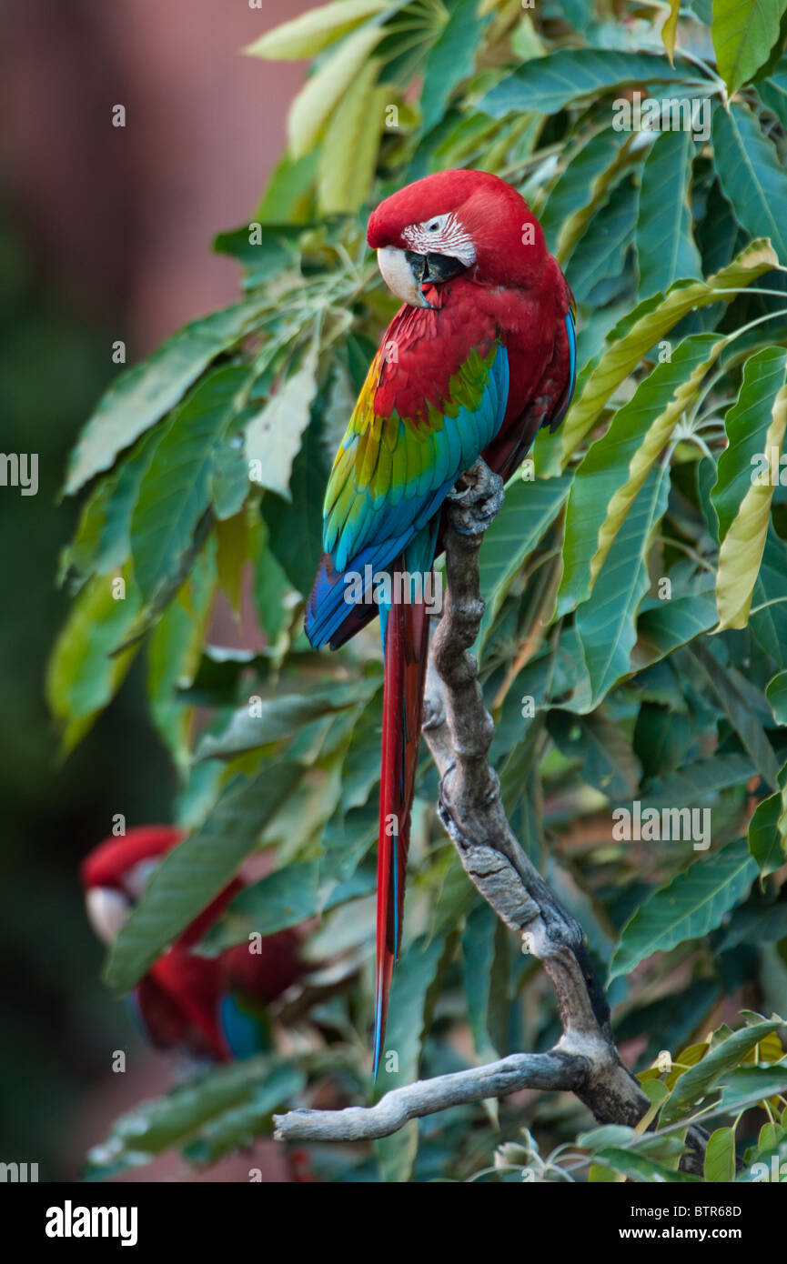 Le rouge et vert Macaw Banque D'Images