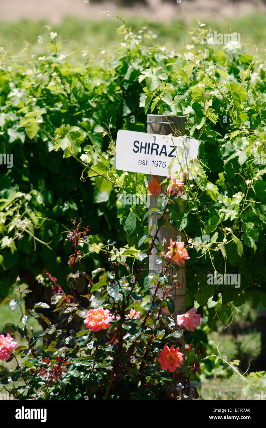 L'Australie, Margaret River, Vasse Felix, fleurs de la vigne Banque D'Images