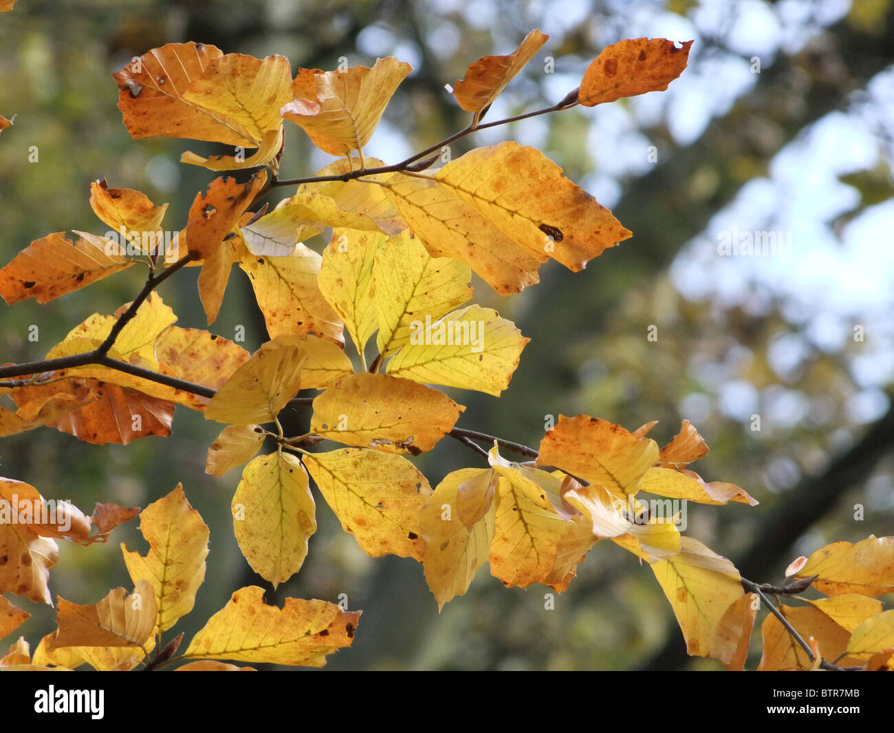 feuilles en automne Banque D'Images