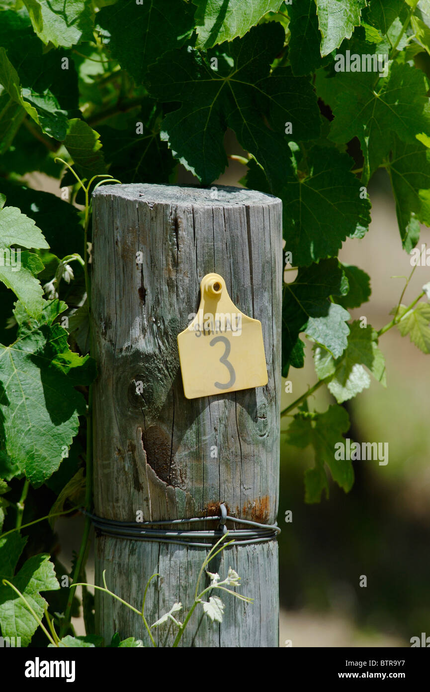 Close-up de l'étiquette sur le bois au vignoble, l'Australie Banque D'Images