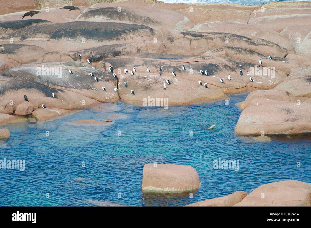 L'Australie, Point Labatt Conservation Park, les oiseaux de se percher sur la roche Banque D'Images