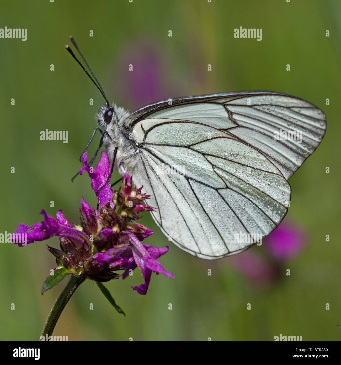 Blanc veiné noir (Aporia crataegi) avec des ailes parsemée de gouttes de rosée, mis sur une fleur de wild betony. Banque D'Images