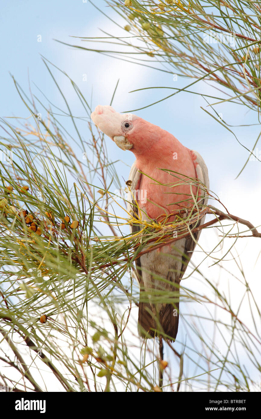 L'Australie, Territoire du Nord, d'Uluru, oiseau cacatoès Rosalbin sur branch Banque D'Images