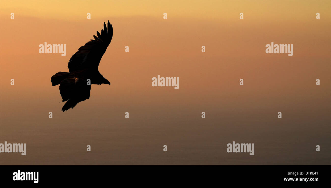 Un Condor de Californie silhouetté battant hors de l'obscurité de l'aube. Banque D'Images