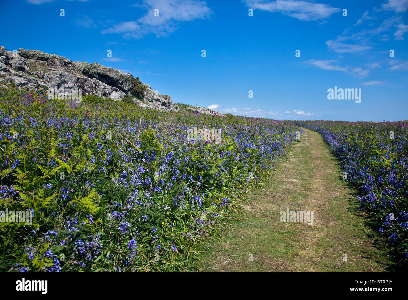 Jacinthes et chemin dans le Printemps sur l'île de Skomer, Pembrokeshire, Pays de Galles Banque D'Images