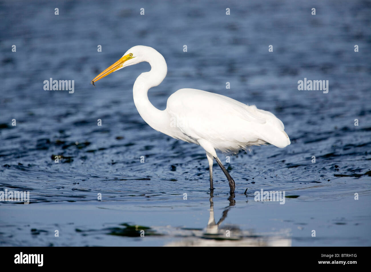 Une grande aigrette (Ardea alba) attrape un petit poisson à Elkhorn Slough - Moss Landing, California. Banque D'Images