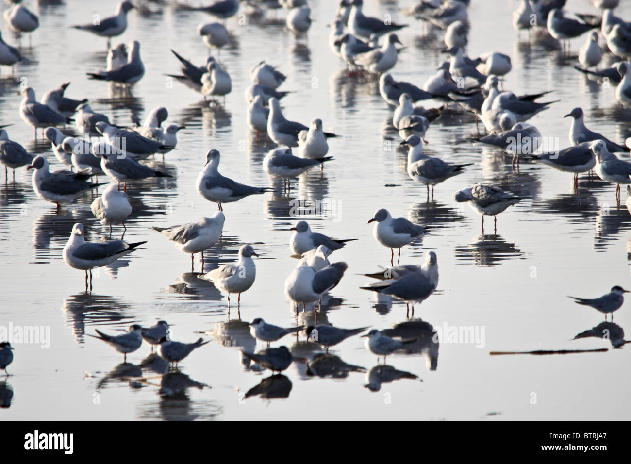 Gray-Headed, Gull Lake Nakuru, Kenya, Africa Banque D'Images