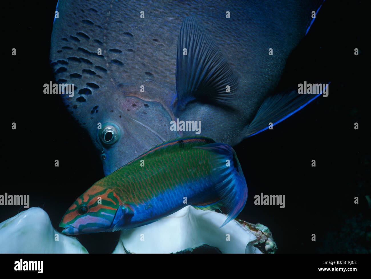 Angelfish Pomacanthus maculosus (Yellowband) et le napoléon (Thalassoma Klunzinger klunzingeri). Péninsule du Sinaï - Mer Rouge Banque D'Images