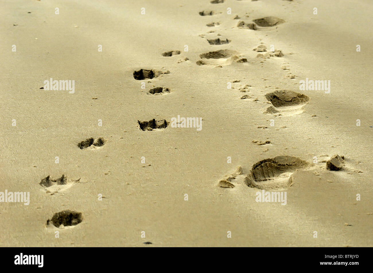 Des empreintes de pas d'un homme et son chien sur la plage de sable Banque D'Images