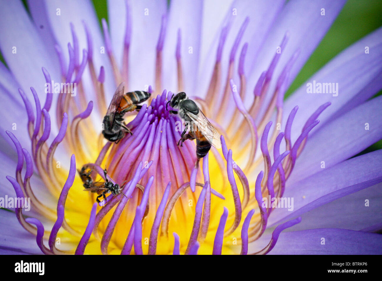 La recherche d'abeilles du miel sur une fleur pourpre, Golden Palace, Bangkok, Thailande, Asie Banque D'Images
