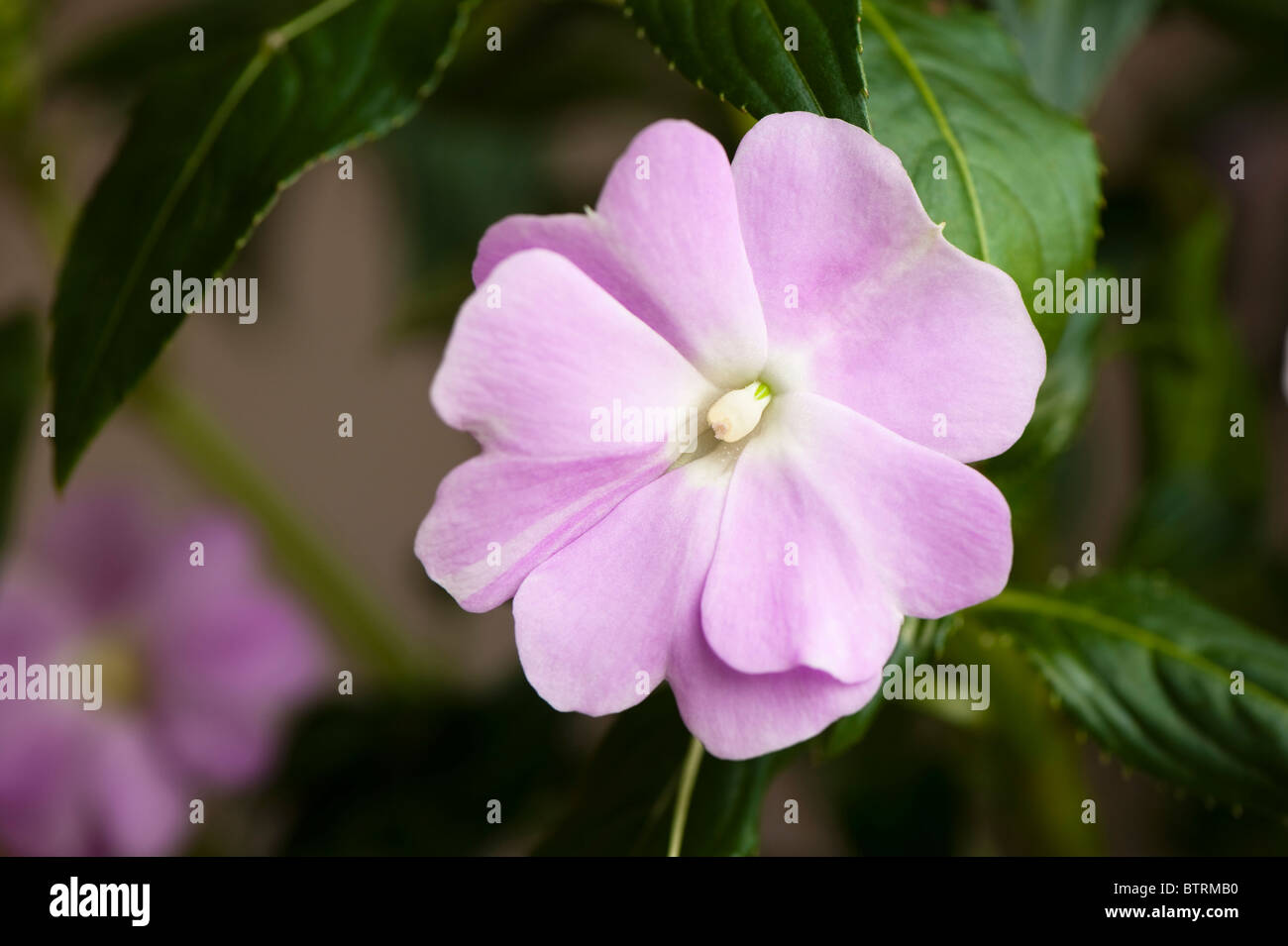 Close up d'une fleur de Nouvelle-guinée Banque D'Images